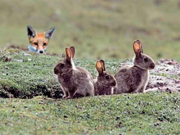 Охота на лису и зайца